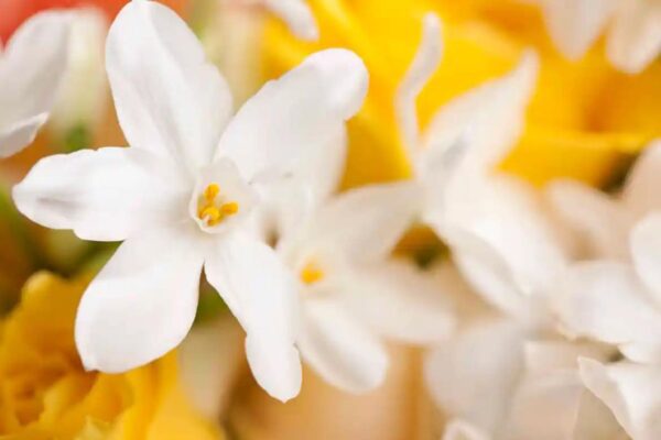 NARCO ED — citrus fruity scent inspiration
