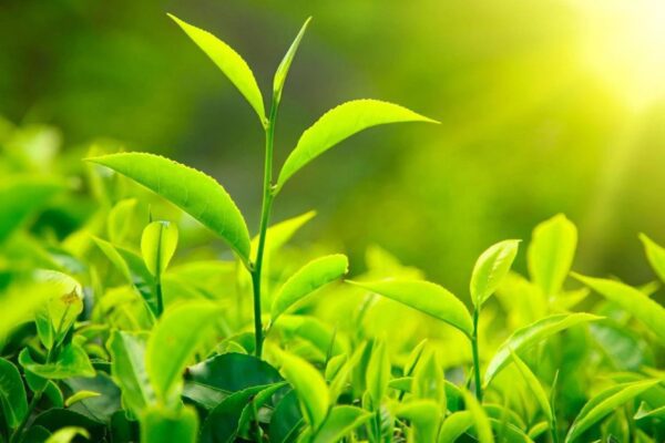 GREEN TEA VERDOSA ED — citrus herbal scent inspiration