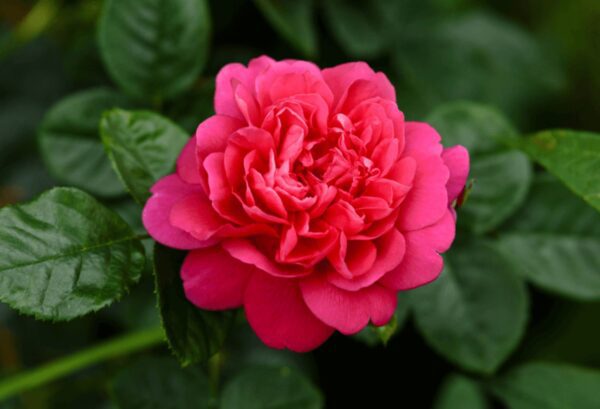 ROYAL FLOWER — oriental woody scent inspiration