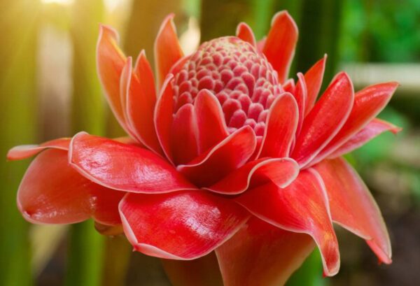 GINGER BLOSSOM — flower mix spicy scent inspiration