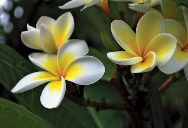 FRANGIPANI — flower mix fruity scent inspiration