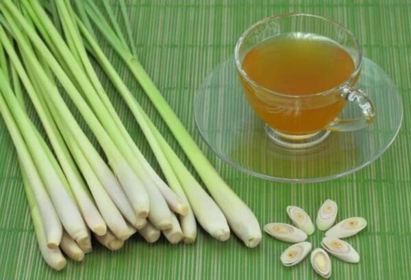 GREEN TEA LEMONGRASS — lemongrass scent inspiration