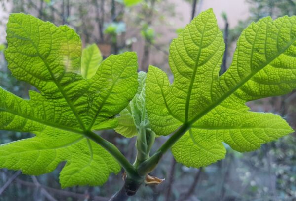 GREEN FIG LEAVES — green citrusy scent inspiration