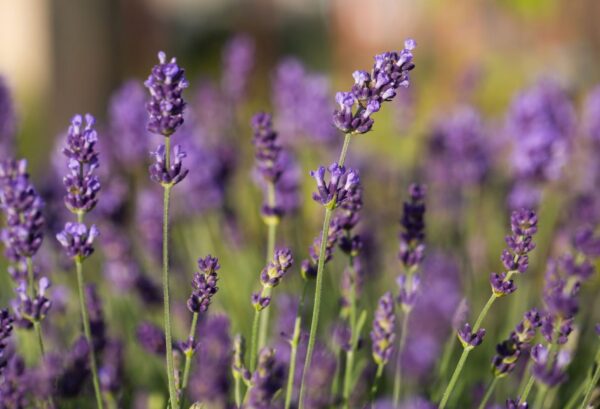 ENGLISH LAVENDER — lavender fruity scent inspiration