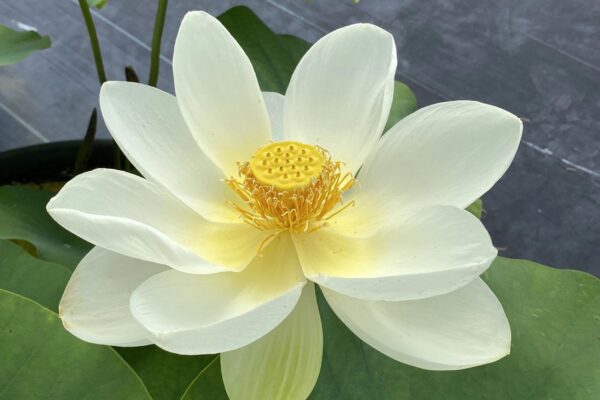 MAGISTIC LOTUS — floral fruity scent inspiration