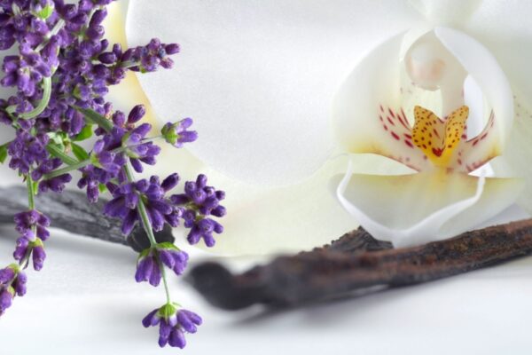 VANILA LEVENDER — levender floral scent inspiration