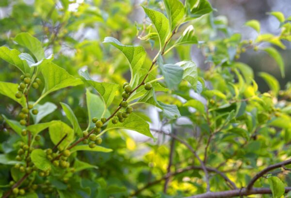 DEEP GREEN — oriental woody scent inspiration