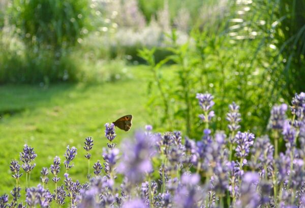 PARADISE LAND — floral woody scent inspiration
