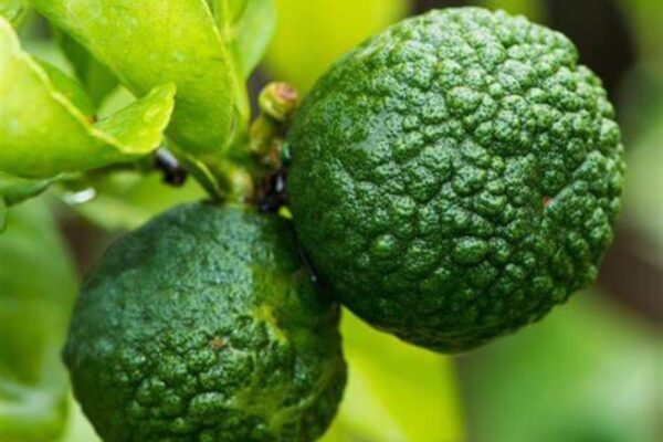 AVENTEM ED — citrus fruity scent inspiration