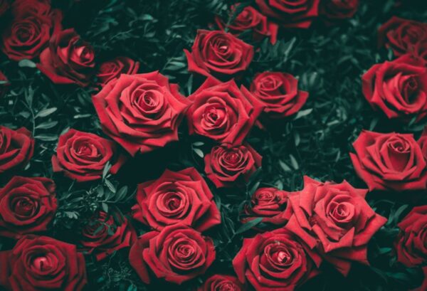 QUEEN OF ROSES — chypre floral scent inspiration