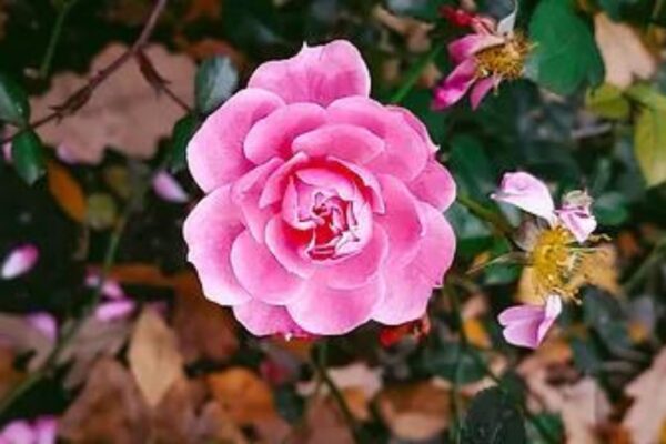 ROSE MELEXI ED — citrus woody scent inspiration
