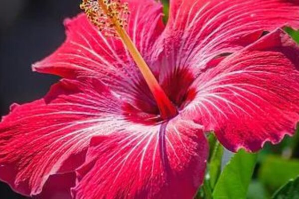 HIBISCUS PASSION — citrus floral scent inspiration