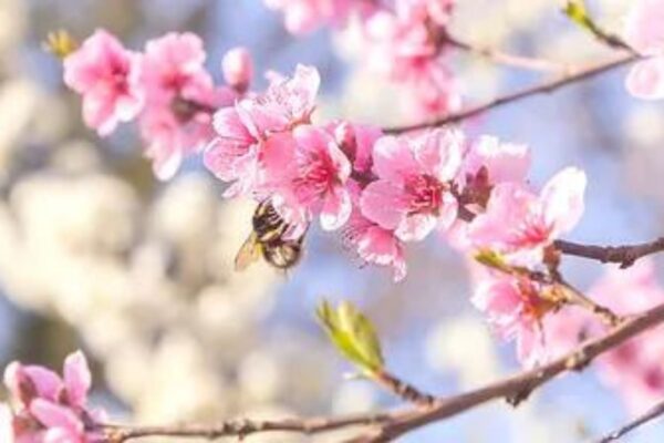 SAKURIO ED — floral woody scent inspiration