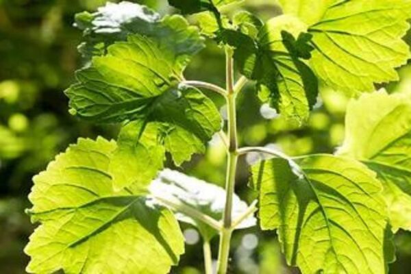 PATCHULOR ED — woody scent inspiration